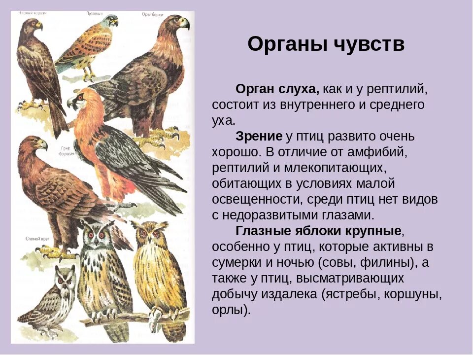 Развитые органы чувств у птиц. Органы чувств птиц. Осязание у птиц. Класс птицы органы чувств. Особенности строения органов чувств у птиц.