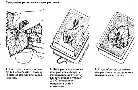 Черенкование бегонии размножение