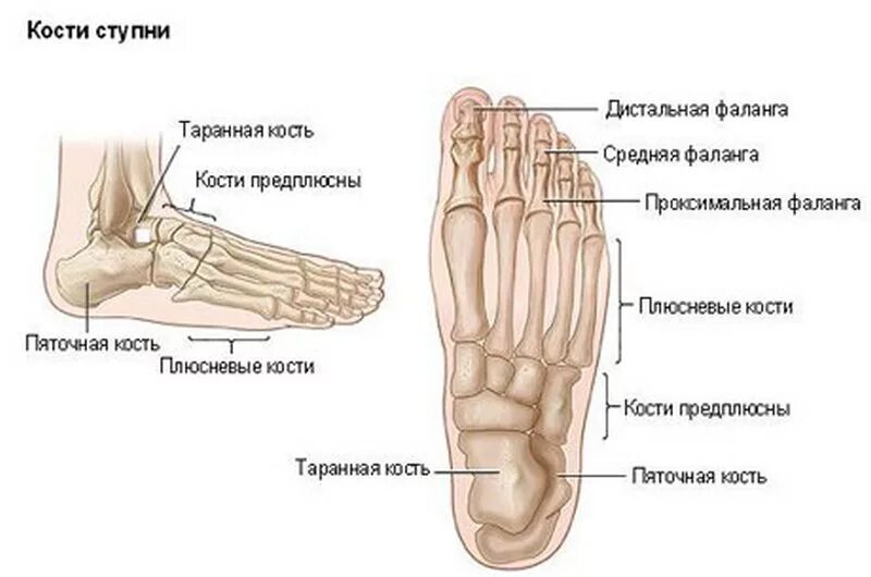 Строение стопы плюсневая кость. Строение плюсневой кости стопы анатомия. Кости плюсны стопы анатомия. Плюсневые кости стопы анатомия. Область подошвы