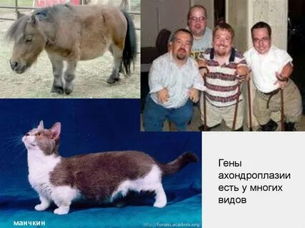 Карликовость генотип