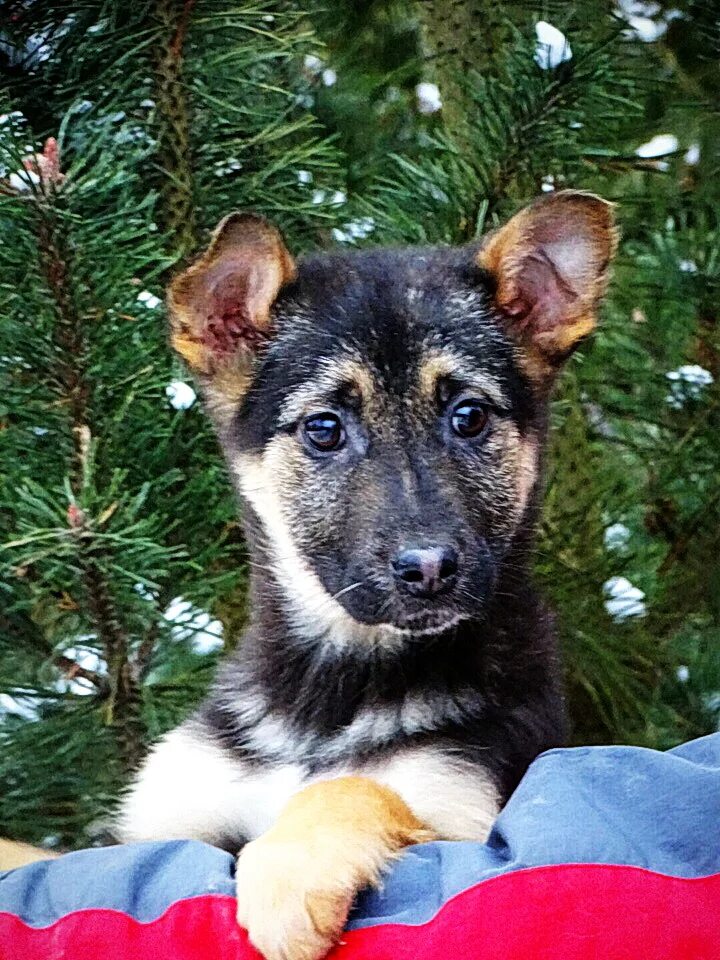 Щенок из питомника. Питомник сиба ину. Собачьи питомники в подмосковье. Американский стаффордширский терьер питомник спб. Питомник собак.