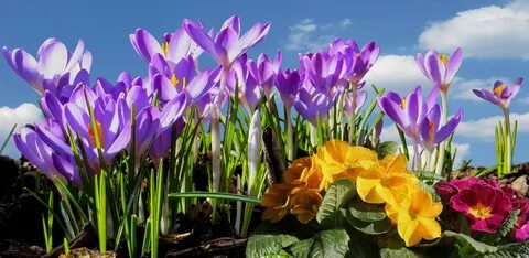 Spring begins