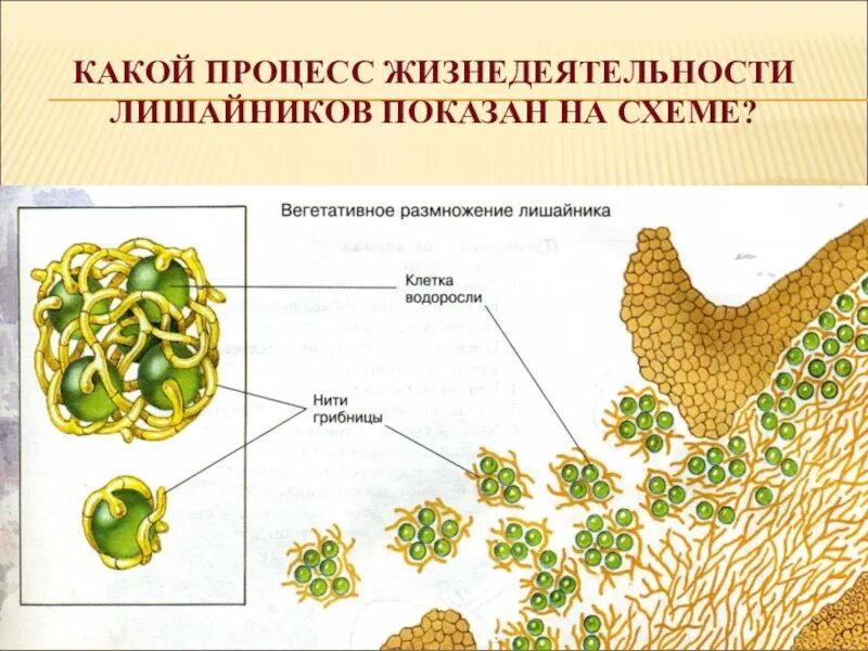 2 лишайники размножаются. Вегетативное размножение лишайников. Бесполое размножение лишайников. Половое размножение лишайников схема. Размножение лишайников рисунок.