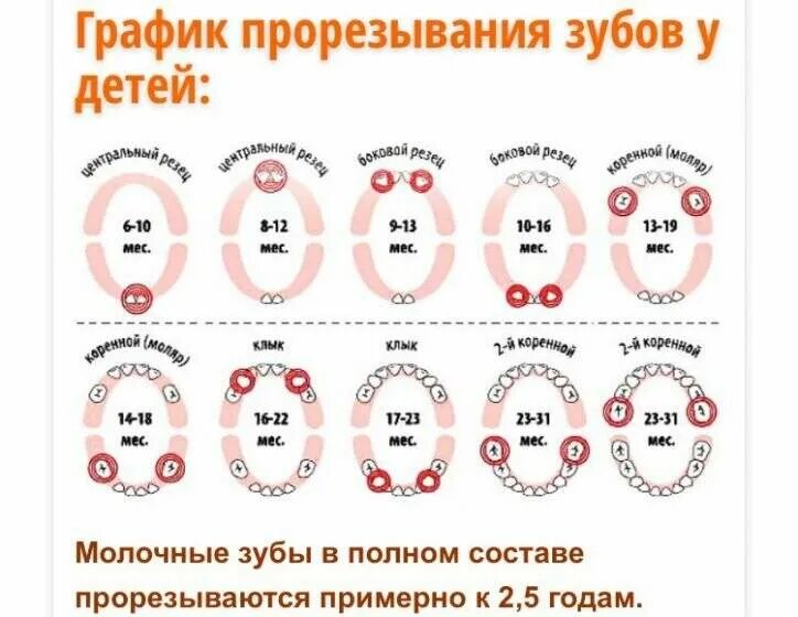 В каком возрасте лезут