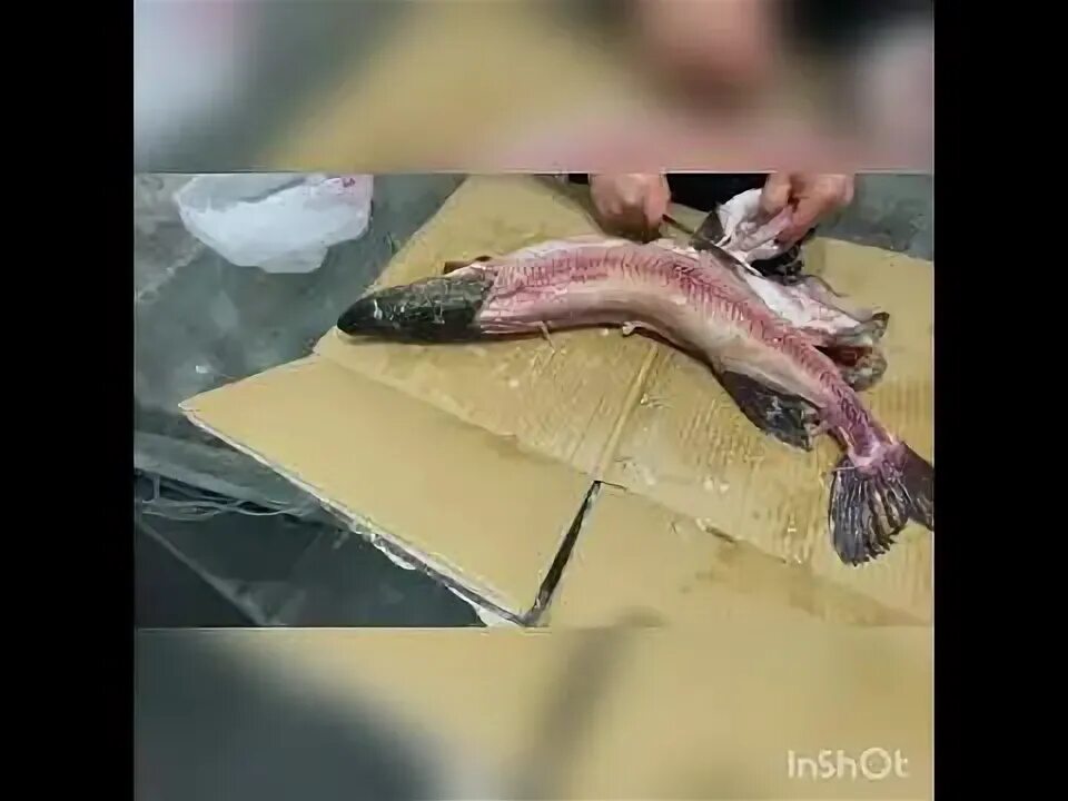 Разделка щуки без костей видео. Разделка щуки без костей видео. Разделка судака на филе без кожи и костей. Разделка щуки без костей видео. Разделка рыбы.