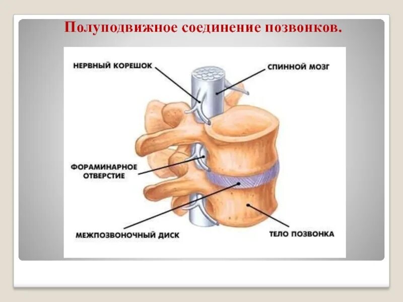 Полуподвижное соединение между