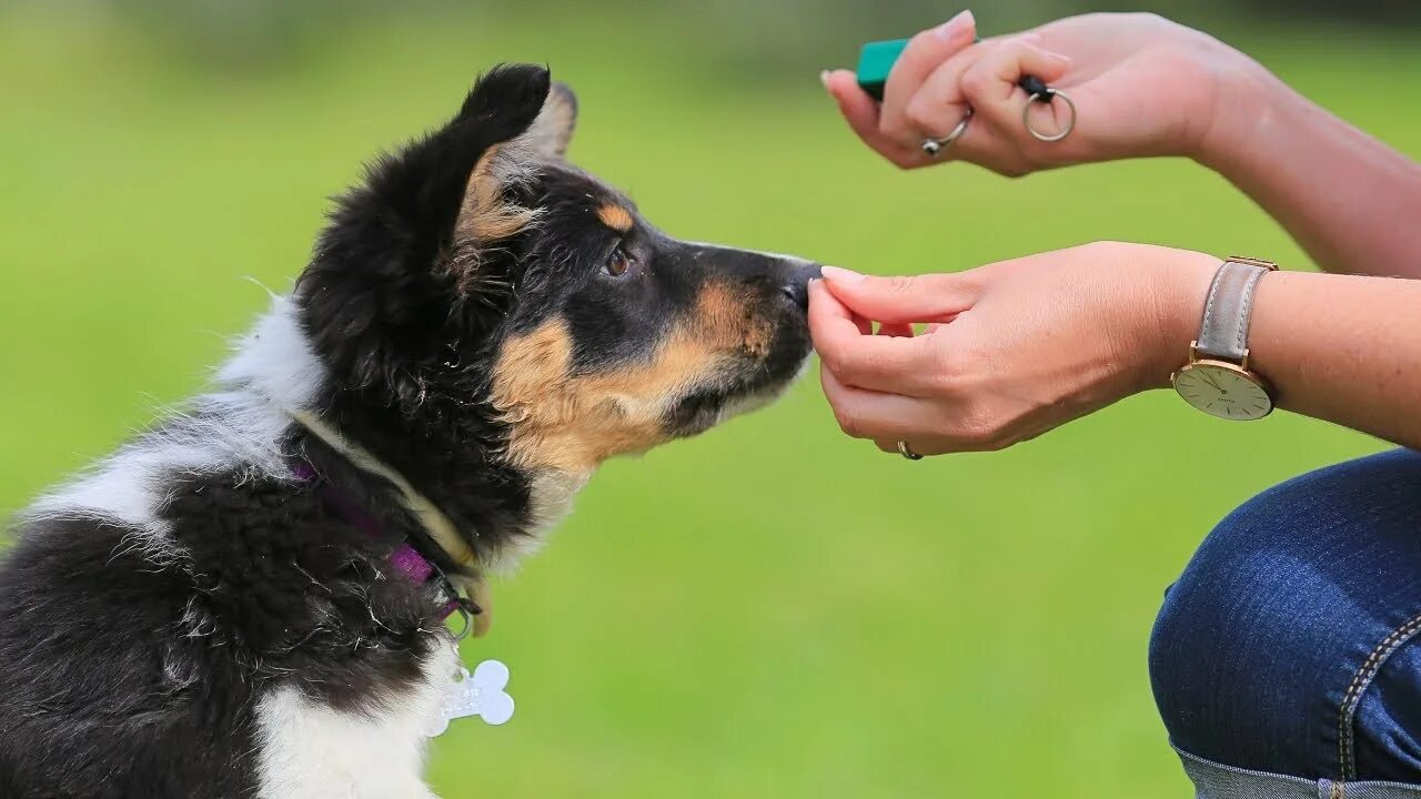 Dog commands