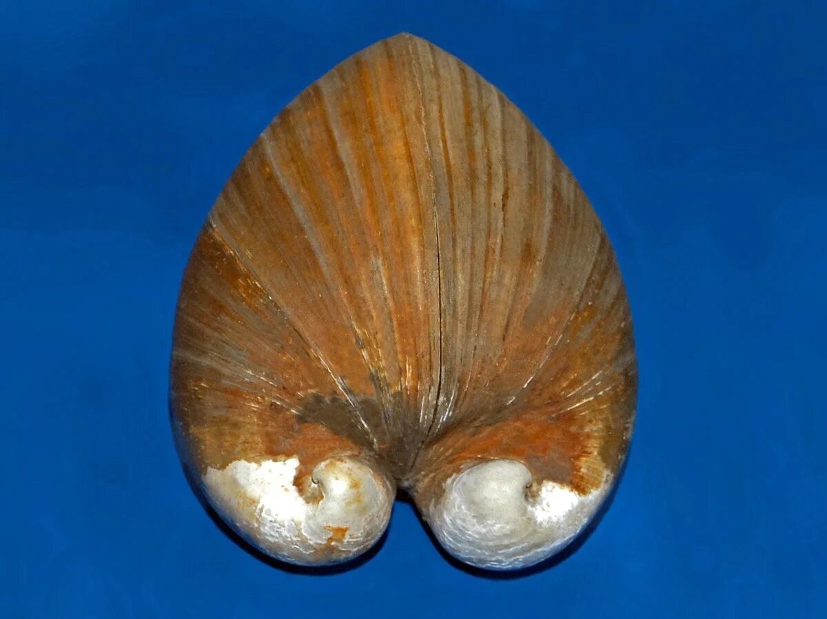 Моллюски корень. Glossus humanus. Двустворчатые моллюски Bivalvia. Беззубка моллюск. Ракушки глоссус.