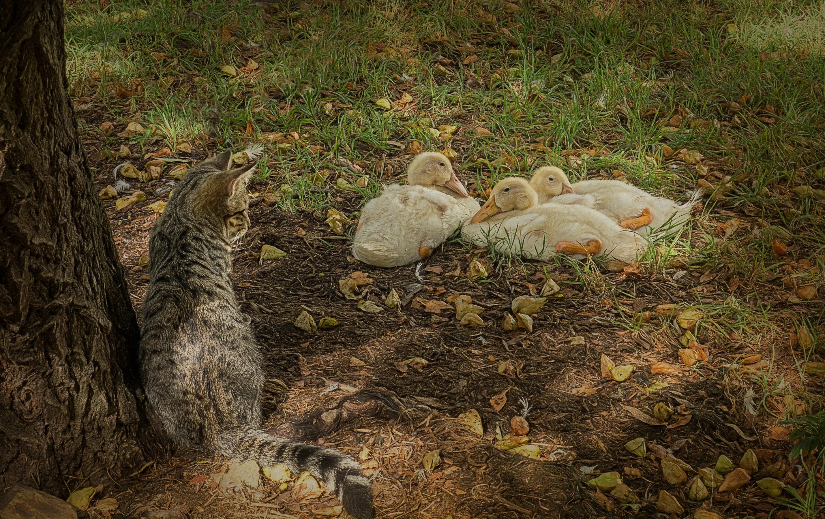 Cat duck. Кошки и утки. Кот и утенок. Кот гуся. Кот с уточкой.