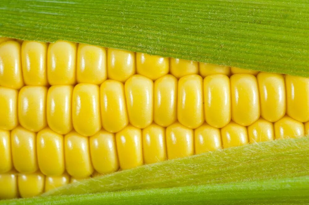 1 початок. Кукуруза. Горячая кукуруза. Кукурузный початок. Кукуруза баннер.