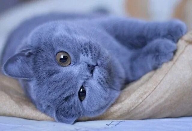 Коты синего цвета. Синий котенок. кошка голубого цвета. кот с голубой шерстью. британский кот с синей шерстью.