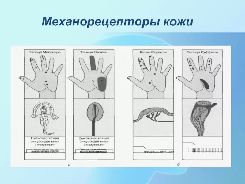 Типы механорецепторов кожи. Механорецепторы мышц. Кожные механорецепторы. Механорецепторы кожи. Виды механорецепторов.