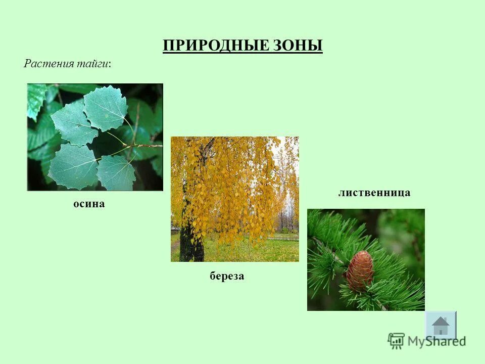 Природные растения. Растения тайги. Зоны растений. Растения природных зон. Осина в какой природной зоне