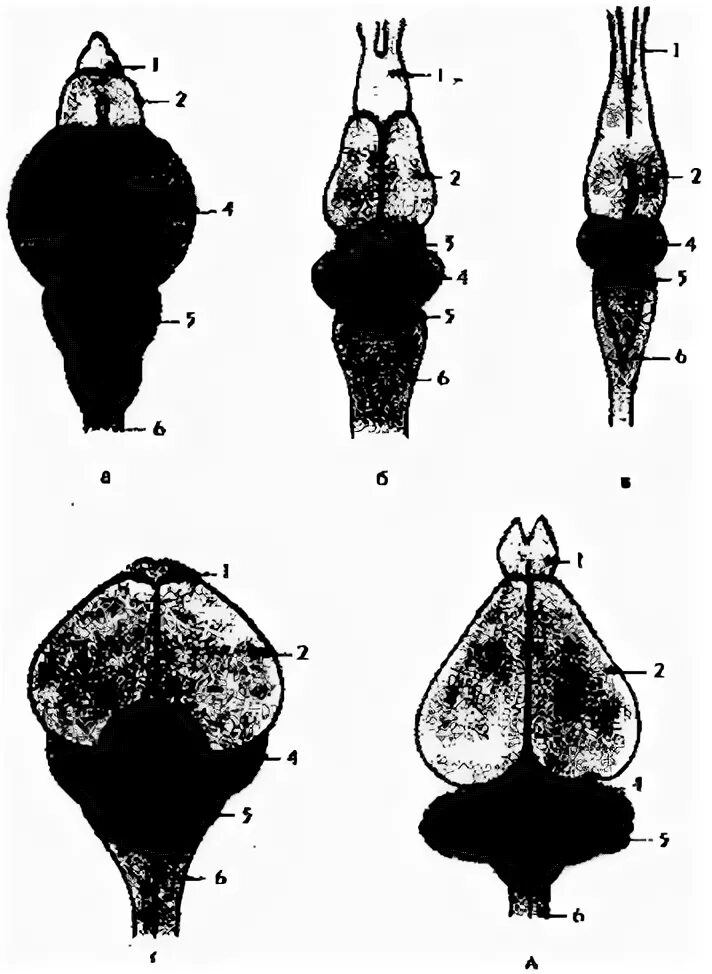 Филогенез мозга. Филогенез мозга позвоночных. Филогенез головного мозга у позвоночных животных. Гомология органов головной мозг позвоночных. Онто-филогенез головного мозга.