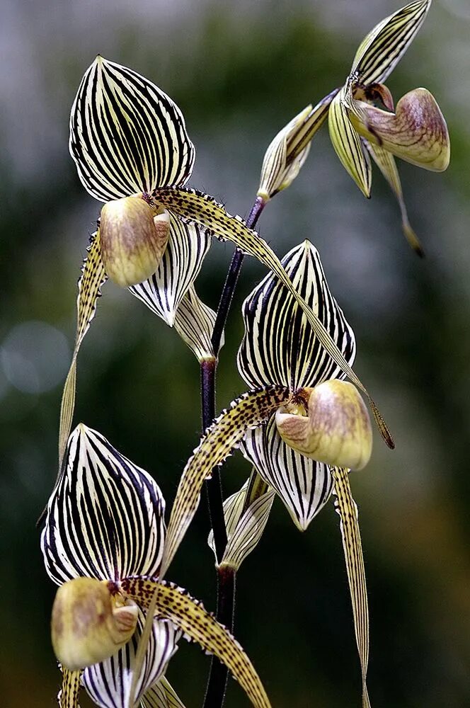 Пафиопедилум Ротшильда. Золотая Орхидея Кинабалу. Кинабалу Орхидея. Орхидея Пафиопедилум Ротшильда, или "золото Кинабалу. Золото кинабалу