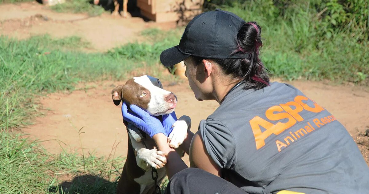 Volunteering at an animal shelter. ASPCA Volunteer. Dogster Dog Day. Volunteers carry animals. Helpers at the animal Shelter.