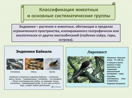Систематическая группа тюльпана