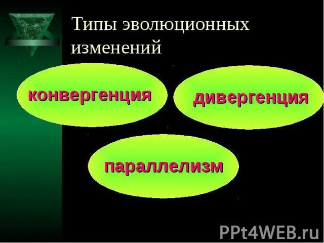 Тип класс эволюционные изменения. Типы эволюционного процесса. Тип класс эволюционные изменения. Типы эволюционных изменений 9 класс биология таблица. Эволюционные процессы конвергенция и дивергенция.