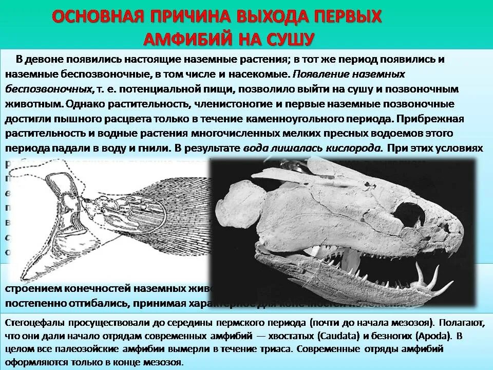 Девонский период. Выход беспозвоночных на сушу. Возникновение наземных конечностей. Девонский период палеозойской эры животные. Освоение суши растениями и животными.