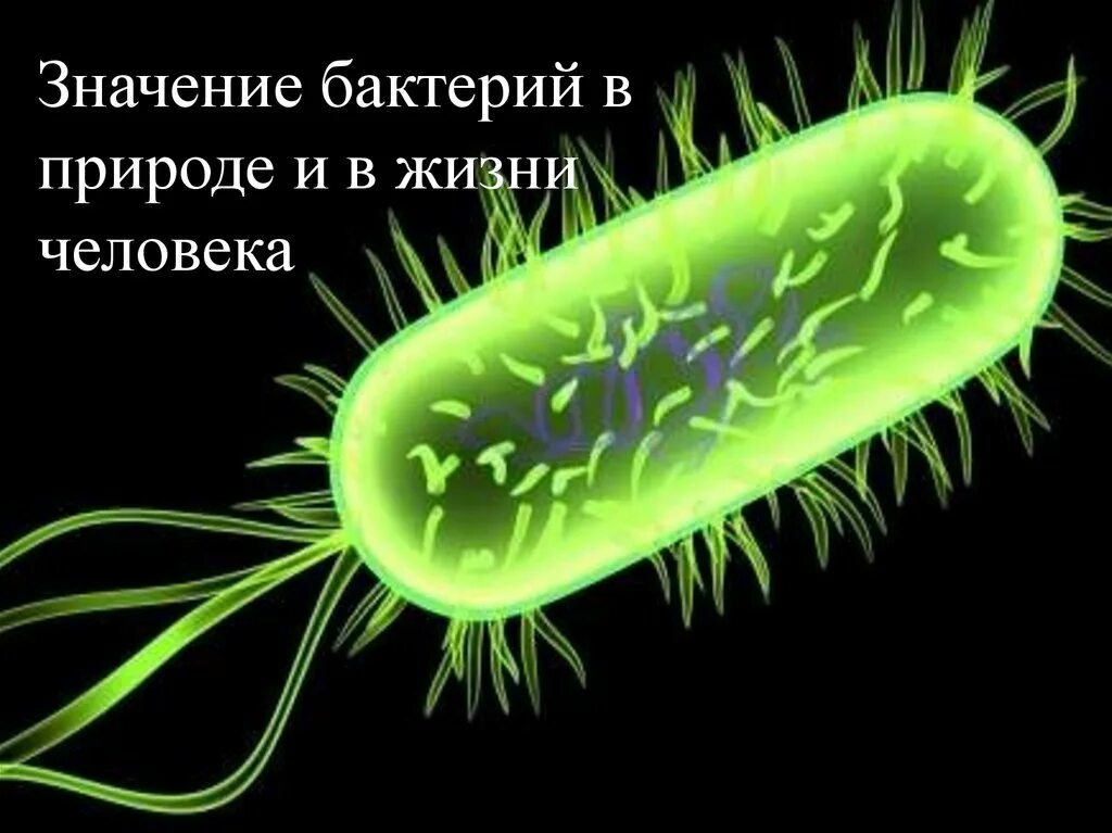 Плотоядная бактерия. Бактерии Haemophilus influenzae. Бактерия гемофильная палочка. Haemophilus influenzae возбудитель. Палочка Ричарда Пфейфера.