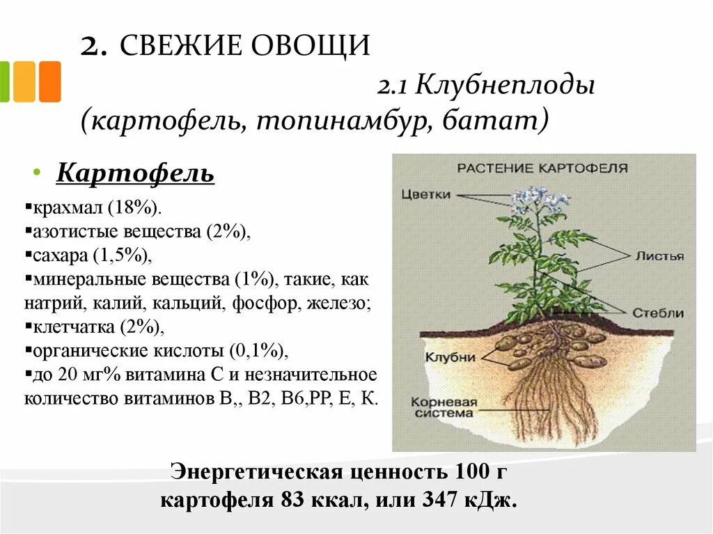 Строение корневой системы картофеля. Строение корня картофеля. Тип корневой системы у картофеля. Тип корневой системы у картофеля. Строение куста картофеля.