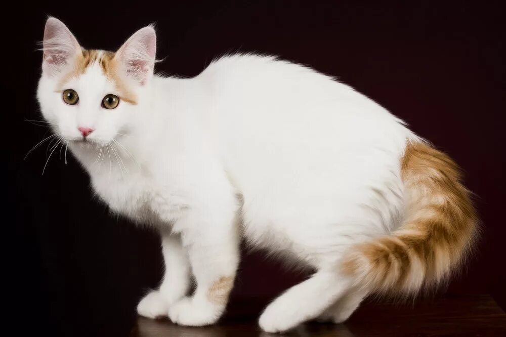 Кошка окрас серо бело рыжий. Турецкий Ван порода. Ван (турецкая кошка Ван). Турецкая Ванская кошка. Турецкий Ван рыжий гладкошерстный.