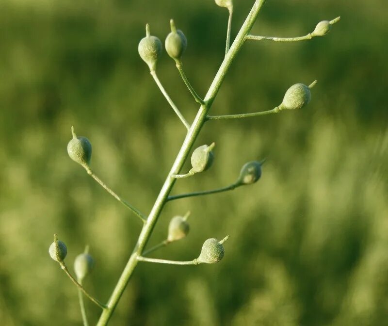 Camelina Рыжик. Camelina Sylvestris. Растение Рыжик посевной. Camelina microcarpa.