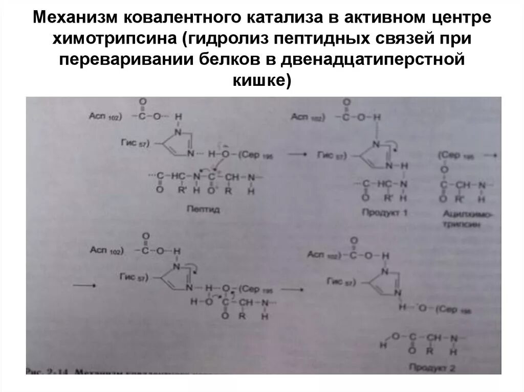 Какие вещества образуются при гидролизе белка. Гидролиз пептидов пептидами. Гидролиз пептида трипсином. Гидролиз пептидных связей. Гидролиз пептидных связей белков.