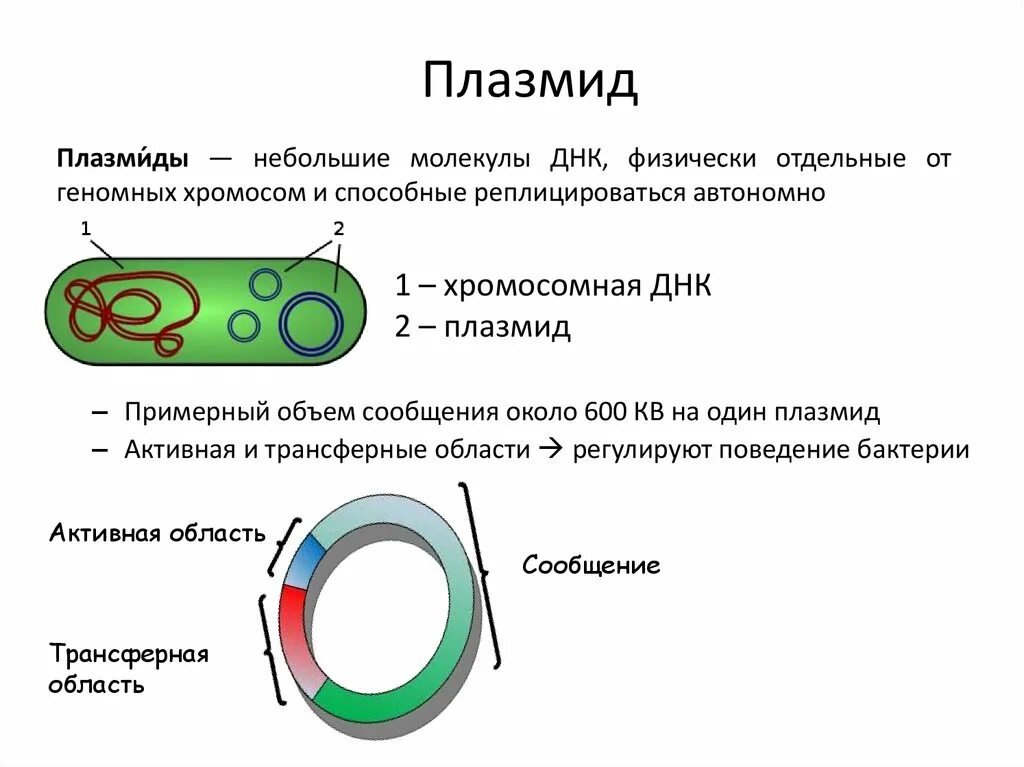 Кольцевые плазмиды. Плазмиды строение и функции. Строение бактерии плазмида. Строение плазмиды бактерий. Строение бактериальных плазмид.