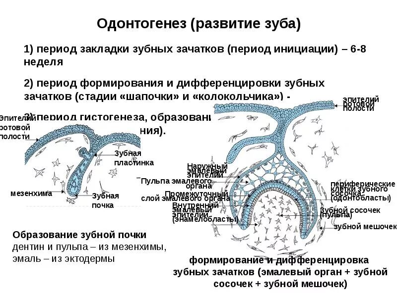 Соединительная ткань в эмбриогенезе развивается из