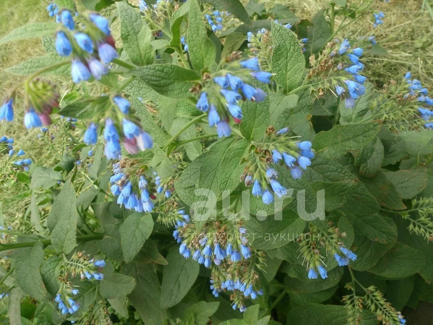 Как посадить медуницу