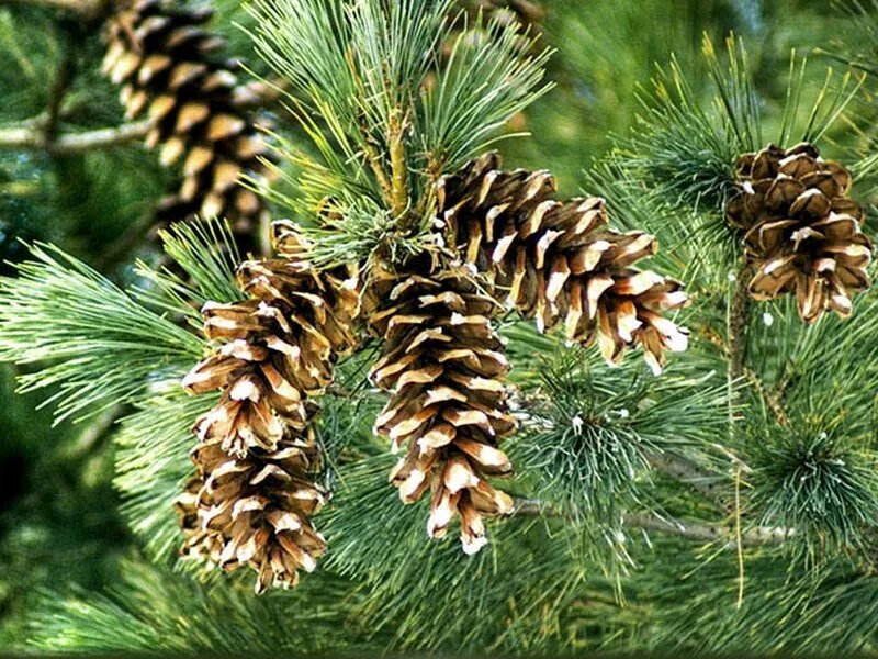 Сосна веймутова radiata. Ароматная сосна. Питомник растений логотип. Сосна кедровая pinus sibirica. Кедр сибирский pinus sibirica.