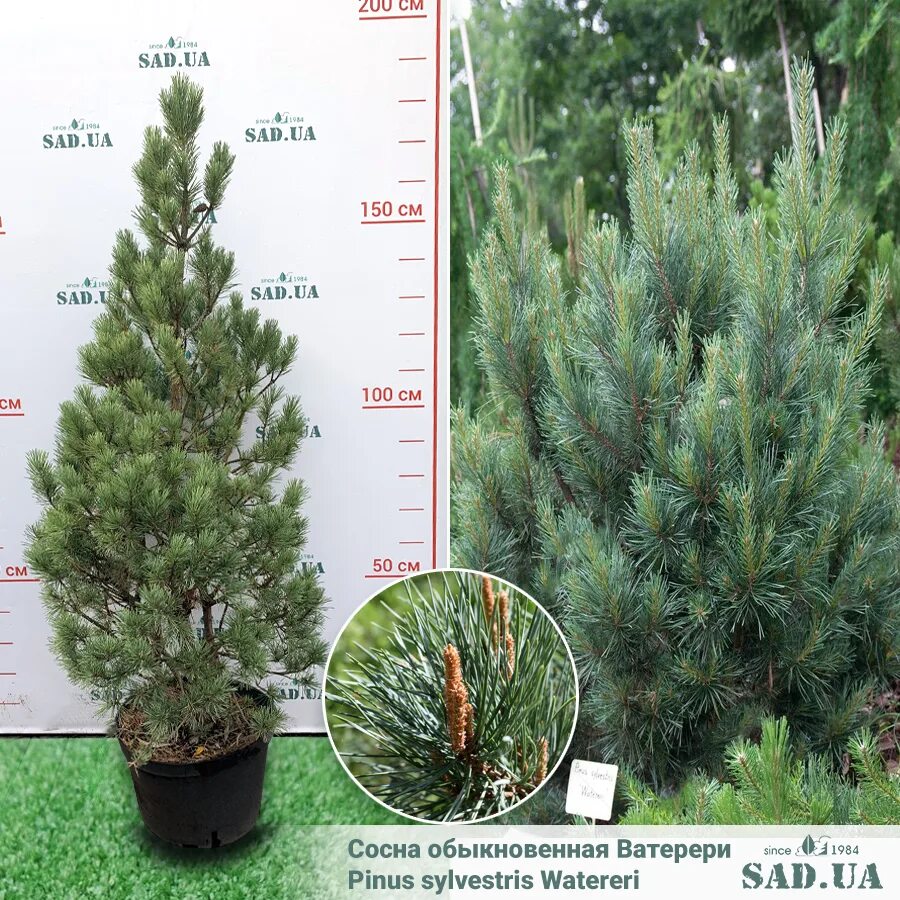 Сосна сильвестрис ватерери. Сосна обыкновенная пинус сильвестрис ватерери. Сосна обыкновенная "watereri" (ватерери). Сосна сильвестрис ватерери. Сосна ватерери описание.