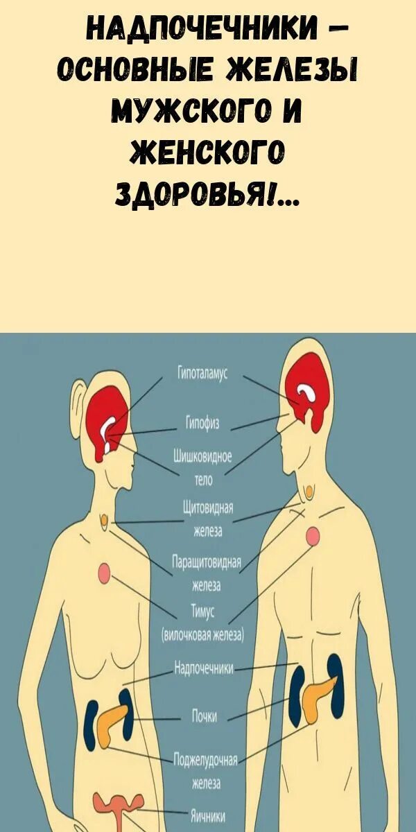 Придаточная железа у мужчин. Где болят надпочечники у женщин. Надпочечники расположение строение. Надпочечники где находятся у человека и как болит у женщины фото.