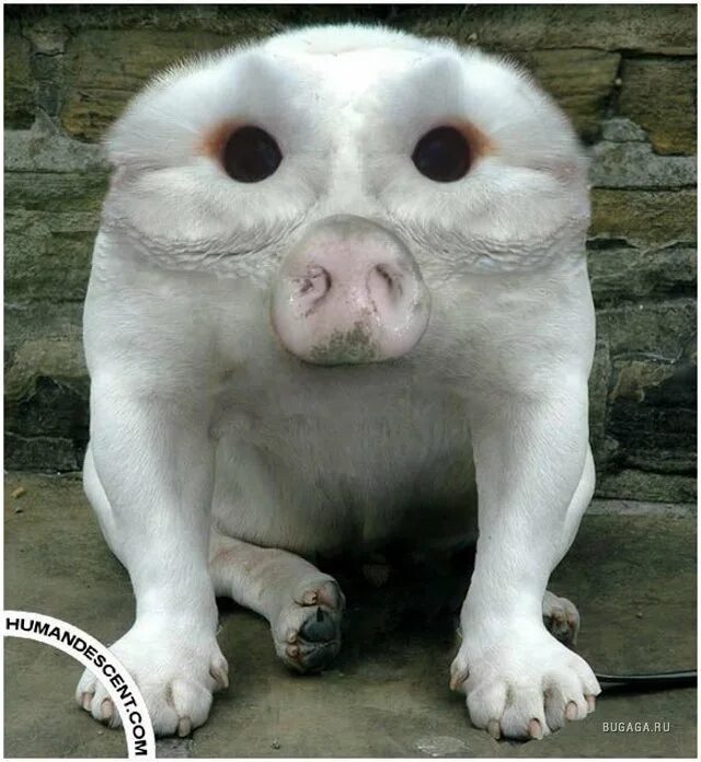 Какой нибудь зверя