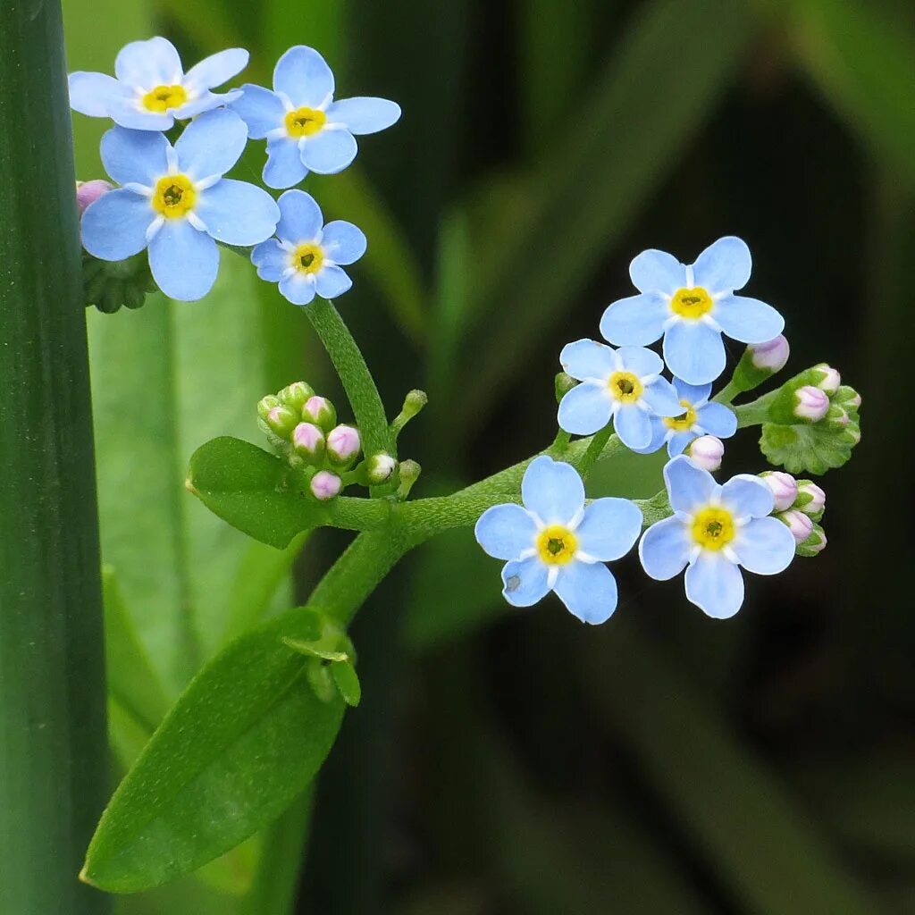 Незабудка видела. Незабудочник Чекановского. Незабудка Чекановского. Myosotis czekanowskii. Незабудка мелкоцветковая.