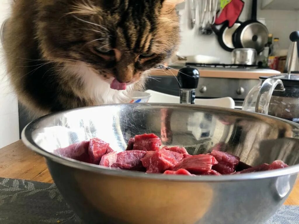 Кот готовит. Котик гоготовит. Котика приготовили. Кот готовит вок. Варят кошек