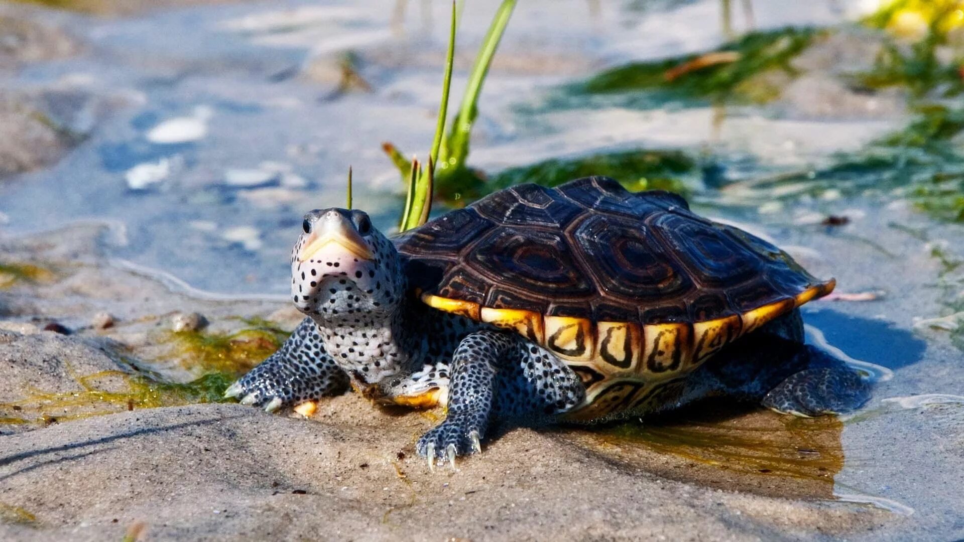 Make the turtle