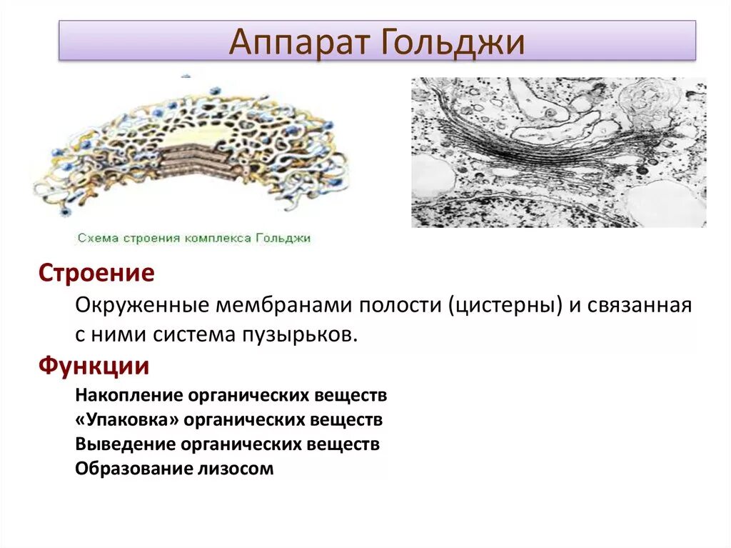 Комплекс аппарат Гольджи строение и функции. Органоид аппарат Гольджи строение и функции. Аппарат Гольджи особенности строения и функции клетки-. Аппарат гольджи это лизосома