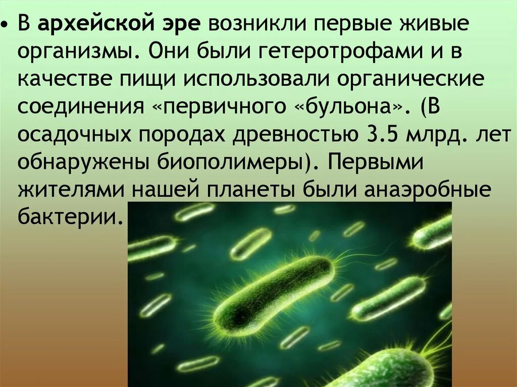 Цианобактерии архейской эры. Первые живые организмы. Архей живые организмы. Первые живые организмы в архейской эре.