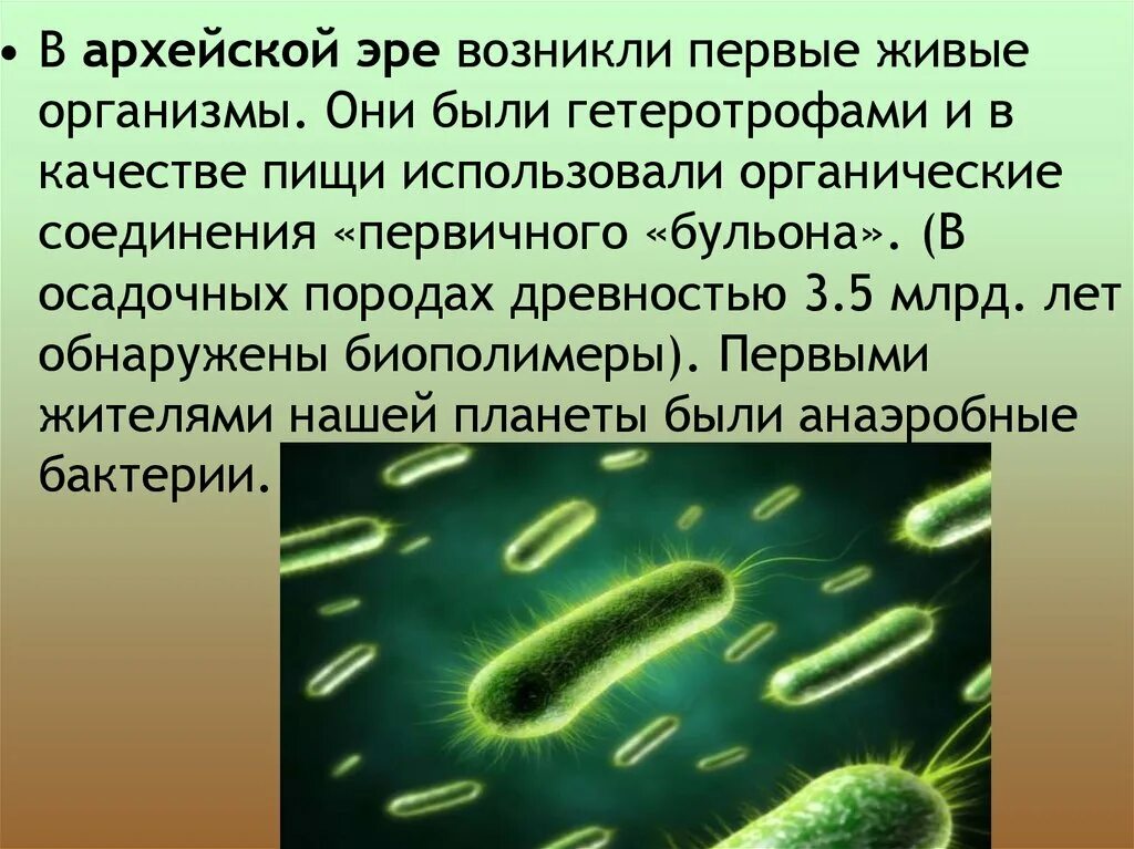 Первые живые существа появились на нашей планете. Цианобактерии архейской эры. Первые живые организмы. Архей живые организмы. Первые живые организмы в архейской эре.