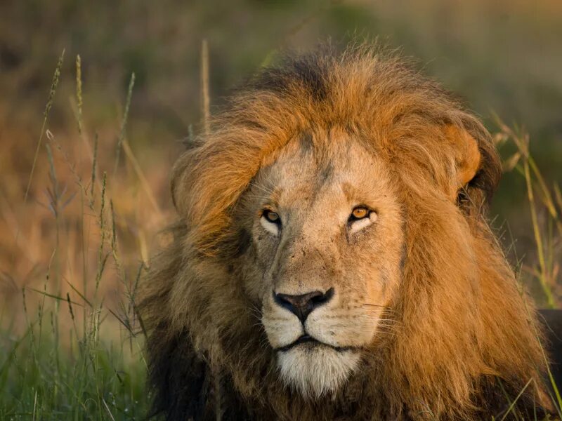 Львиный оскал. Лев инстаграм. Лев хищник с крупной добычей. Лев бежит по траве обои для телефона. Лев оскал.