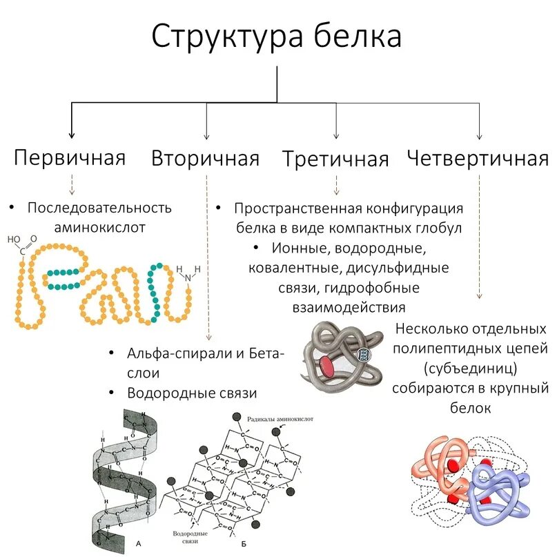 Характеристика первичной структуры белка. Структуры белка ЕГЭ биология. Первичная структура белка структура. Первичная структура белка фиксируется.