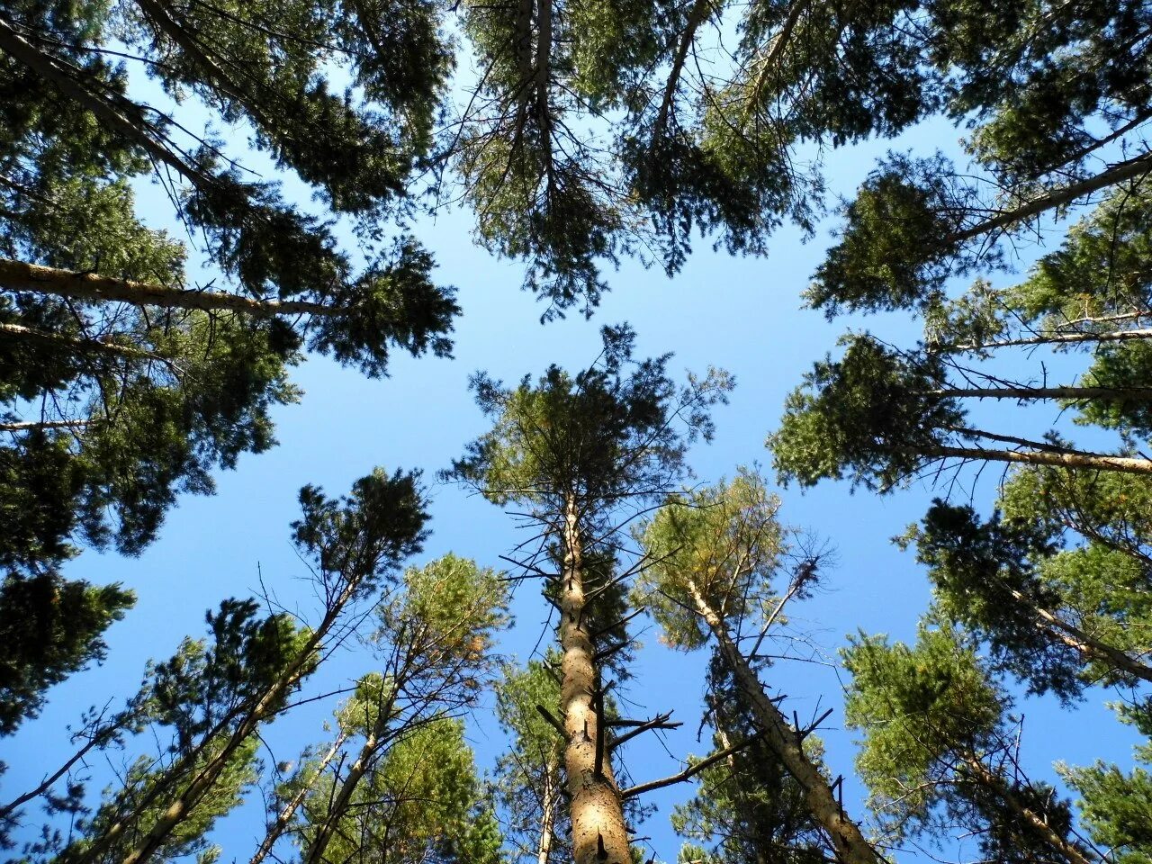 Магазин сосны ахуны пенза. Сосновый бор пензенская область. Ахунский сосновый бор в пензенской области. Ахунский сосновый бор. Сосновый бор пенза ахуны.