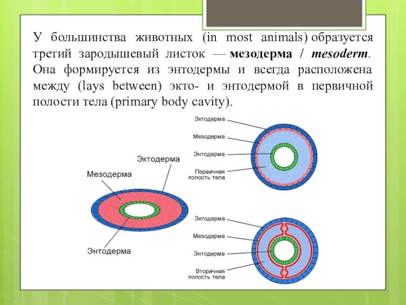 Целом располагается между