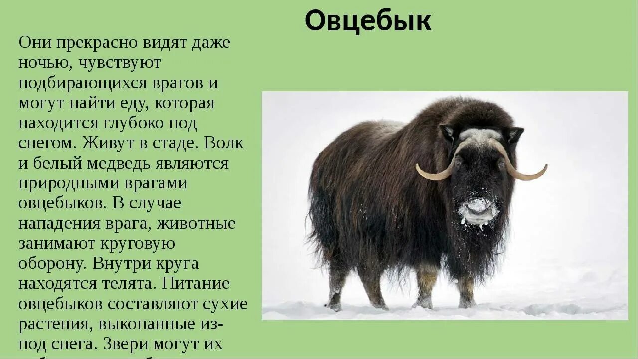 Бизон природная зона. Овцебык в Северной Америке. Овцебык в тундре. Овцебык красная книга России. Гренландский овцебык.