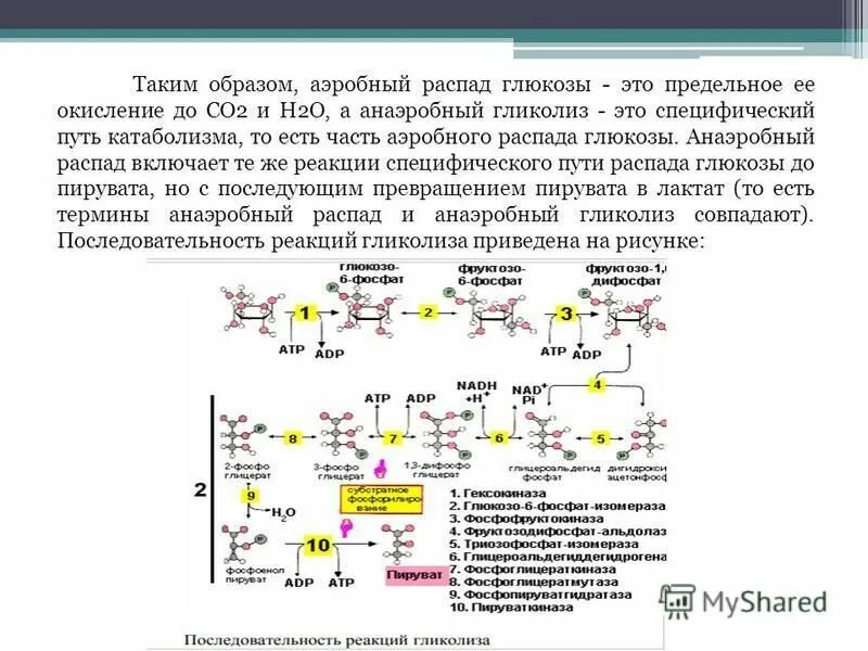 общая схема распада глюкозы биохимия. конечным продуктом распада глюкозы является. напишите схему аэробного распада глюкозы. конечным продуктом распада глюкозы является. схема распада углеводов.