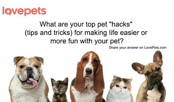 How to get a pet