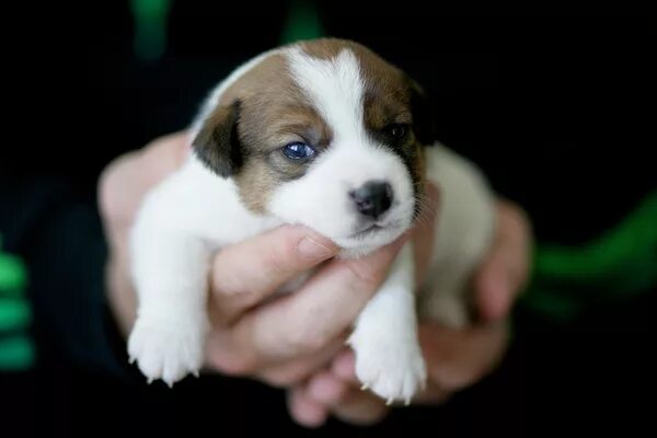 джек рассел в хорошие руки. джек-рассел-терьер 1. джек-рассел-терьер 5 месяцев. джек рассел в хорошие руки. отдам джек рассела.