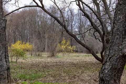 Лес ученые